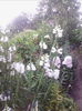 physostegia alba