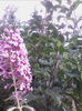liliac de vara