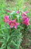 lilium pink perfection