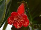 Kohleria Luci s Coral