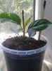 lasiantha