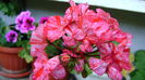 DSC01204