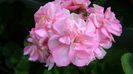 DSC01222
