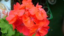 DSC01230