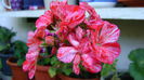 DSC01284