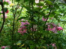 DSCN7710