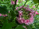 DSCN7711