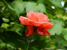 DSCN7733