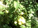 IMG_20140716_132547