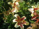 P7130051