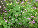 Lunaria inflorita