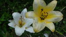 DSC03165