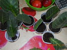 astept floricelele....