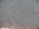 SAM_0434