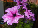 Purple Petunia (2014, July 07)
