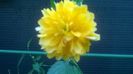 Kerria Japonica