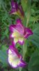 Gladiole Flevo Laguna
