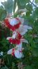 Gladiole Bizar