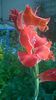 GLADIOLE RED DWARF
