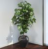 ficus-elastica-3