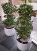 planta-naturala-amenajari-interioare