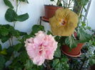 Classic Pink, Suntan