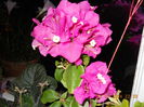 bouga deep purple