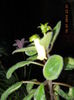 siningia conspicua