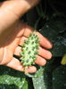 16 iulie kiwano