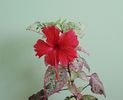 Hibiscus Surinam