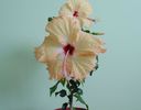DSC04643
