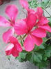 IMG_20140717_093658