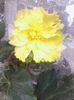 begonie