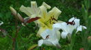 DSC03331