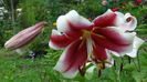 DSC03351