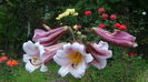 DSC03353
