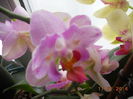 DSCN5784