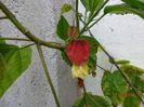DSC00653
