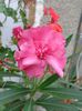 DSC00655