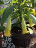 Brugmansia galbena