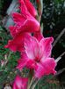 DSC00656