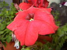 Red Petunia (2014, July 08)