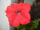 Red Petunia (2014, July 08)