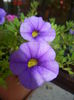 Calibrachoa Blue (2014, July 07)