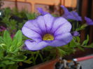 Calibrachoa Blue (2014, July 07)