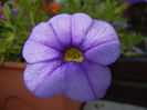 Calibrachoa Blue (2014, July 07)