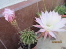 Echinopsis mamulosa