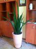 Sansevieria