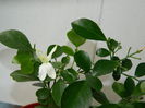 DSCN7752