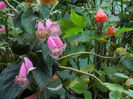 DSCN7759